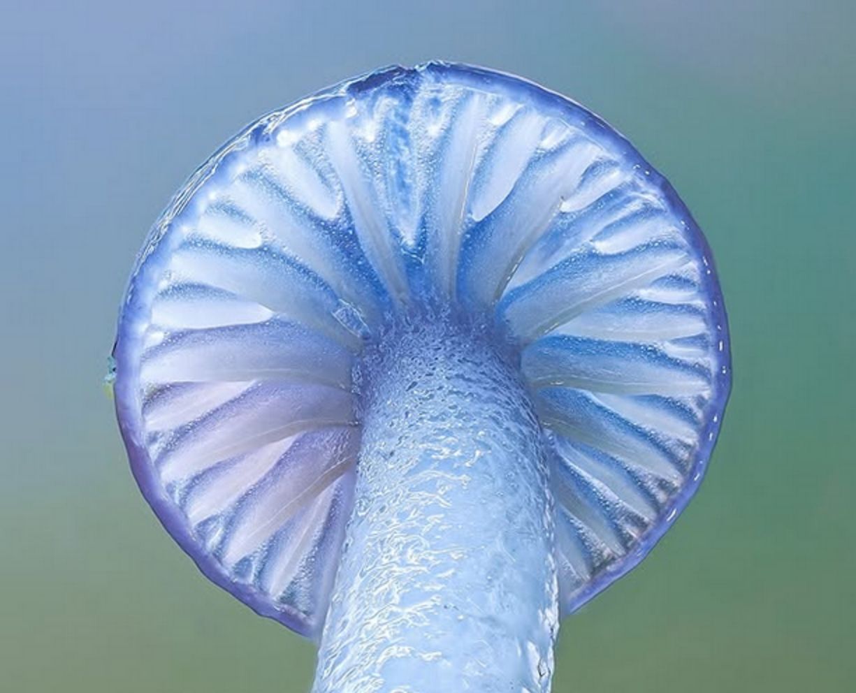 Chodzi na grzyby. Robi im niesamowite zdjęcia