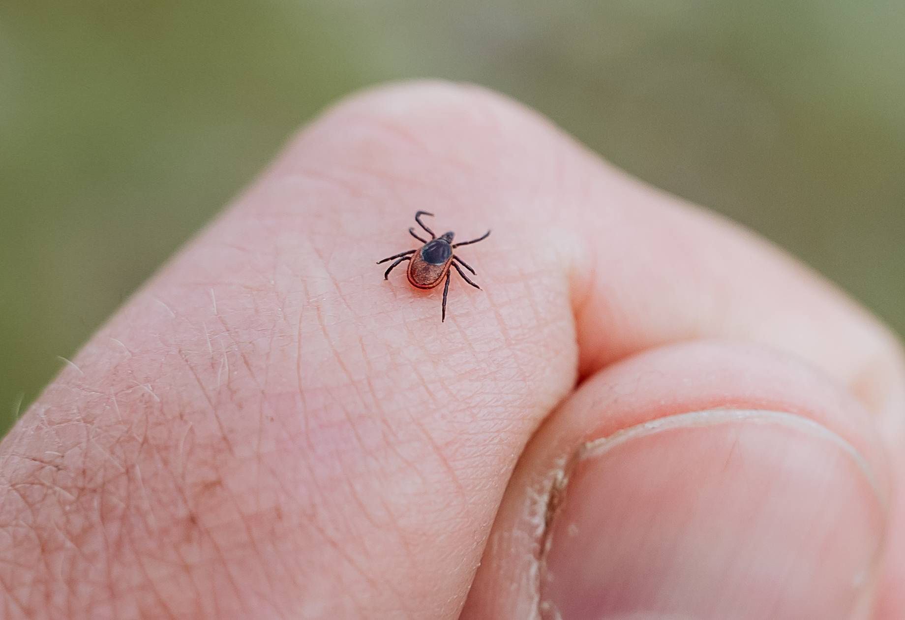 "Najgorsza" grupa krwi. Kleszcze do niej lgną