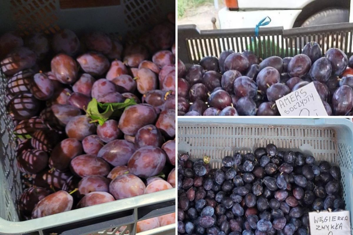 Porównaliśmy ceny śliwek w Warszawie i Lublinie. Nie tego się spodziewaliśmy