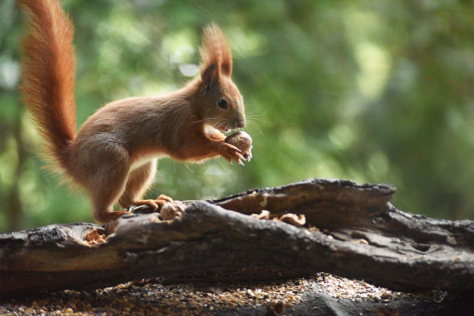 Zadziwiająca prawda o wiewiórkach. Wszystko zależy od tego, gdzie je spotkasz