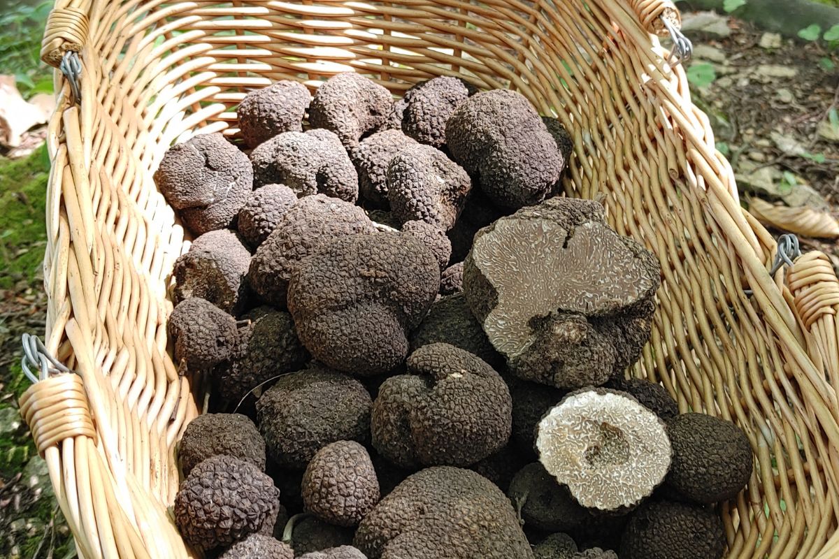 Najdroższe grzyby znajdziesz w Polsce. Cieszyć się mogą tylko wybrańcy