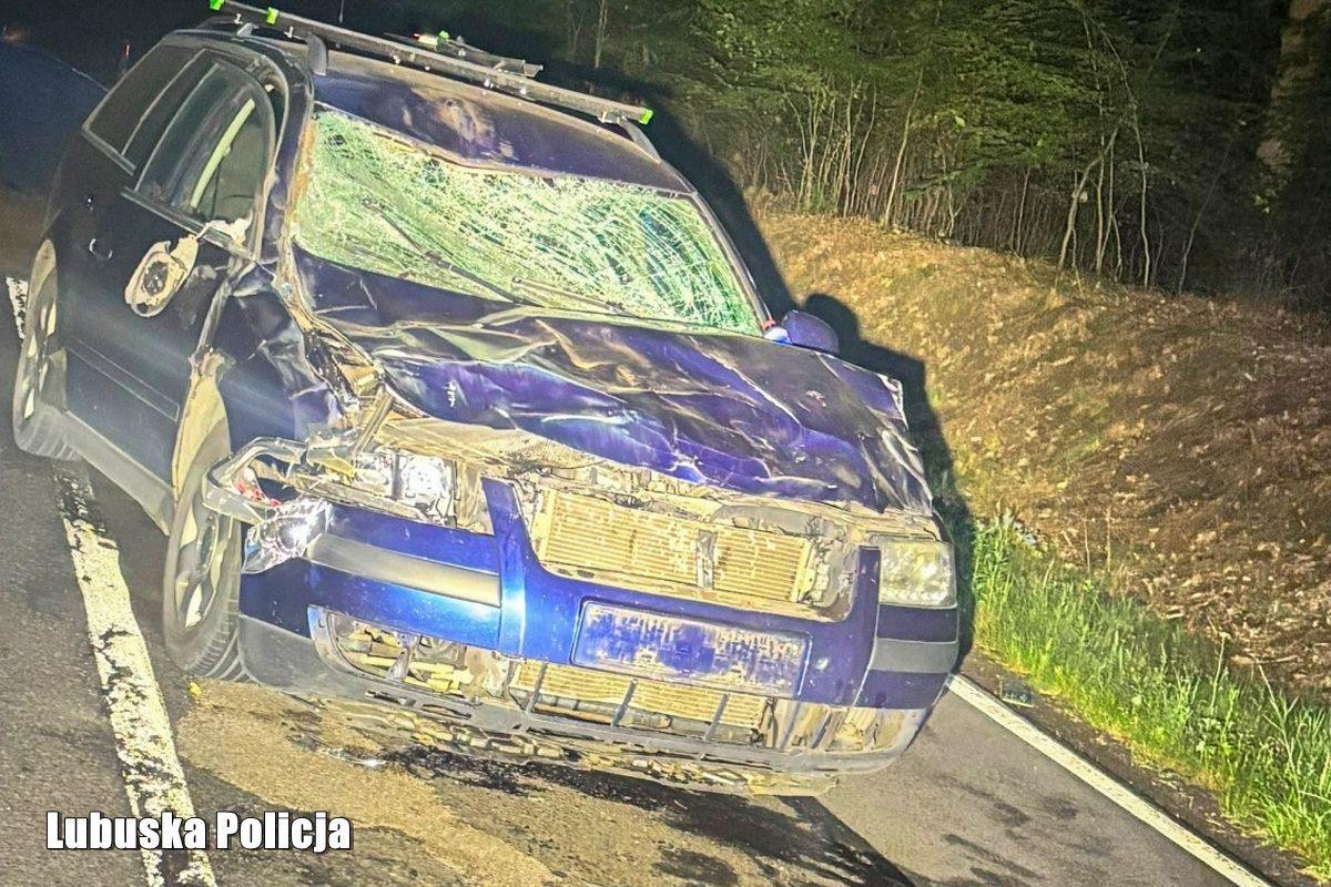 Żubr nie przeżył. Koszmarne zderzenie na drodze