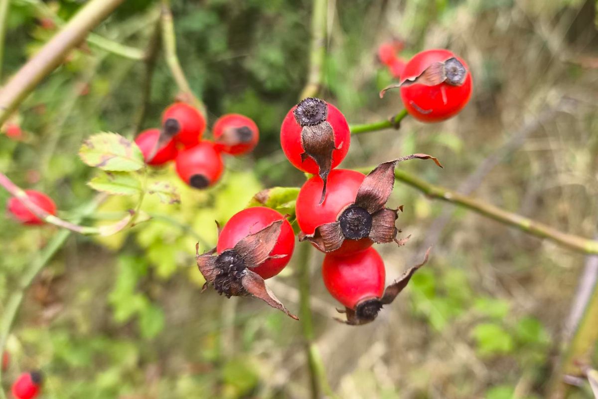 Zaplanuj zbiory już teraz. Wspomoże wątrobę i walkę z jesiennym przeziębieniem