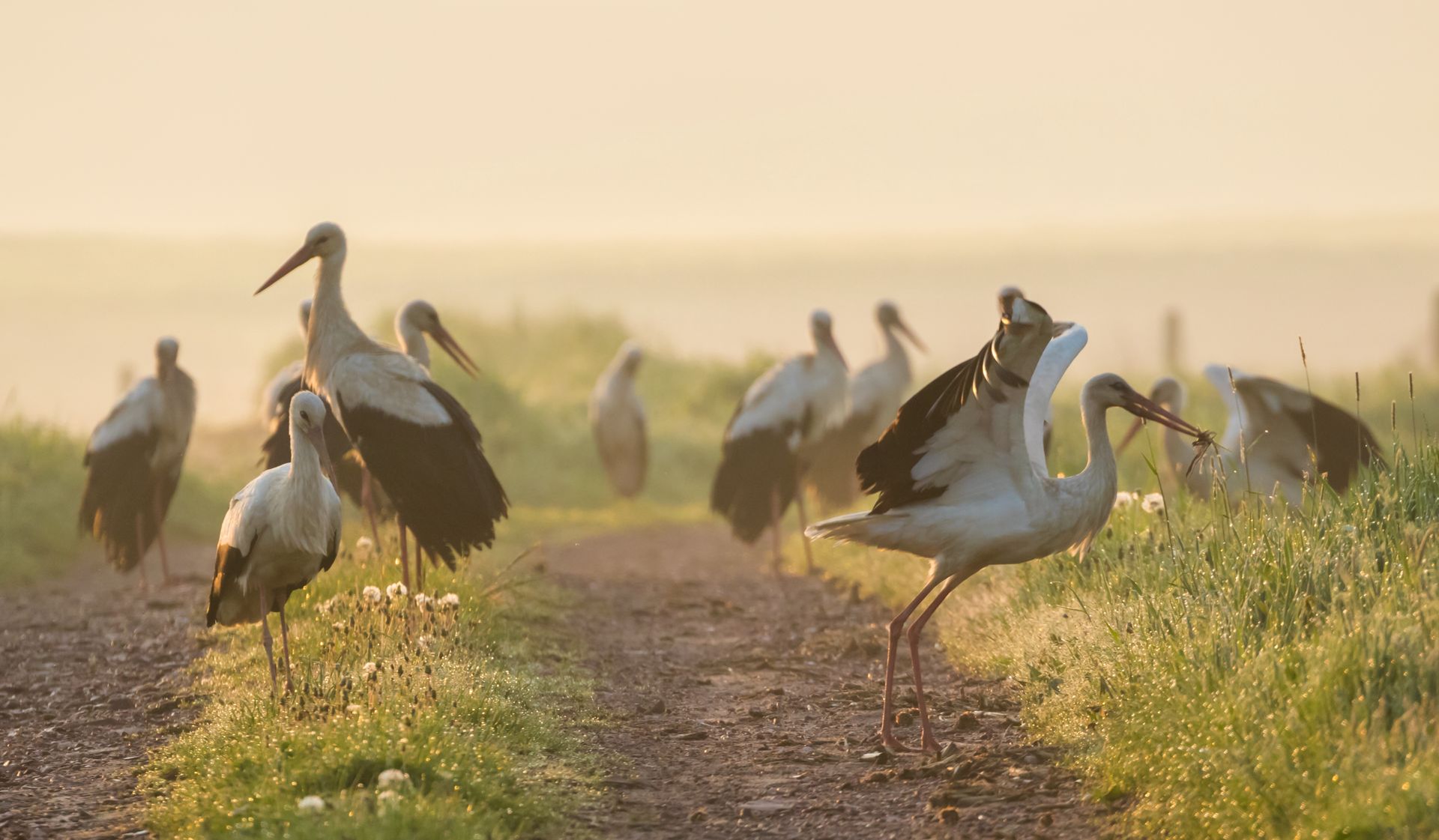 Bociany już tak masowo nie odlatują do Afryki. Znalazły nowe zakątki