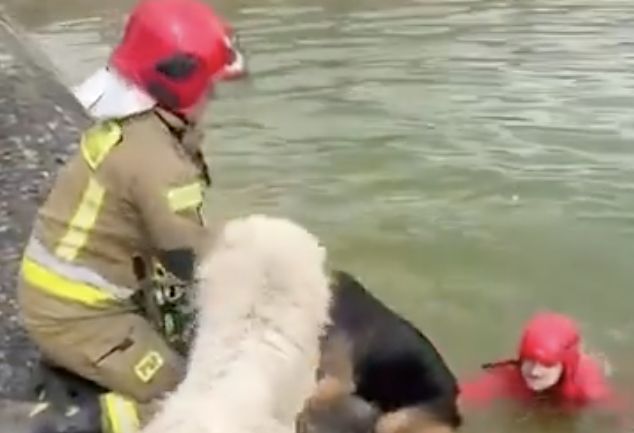 Wzruszająca akcja strażaków. Pies uratowany z basenu