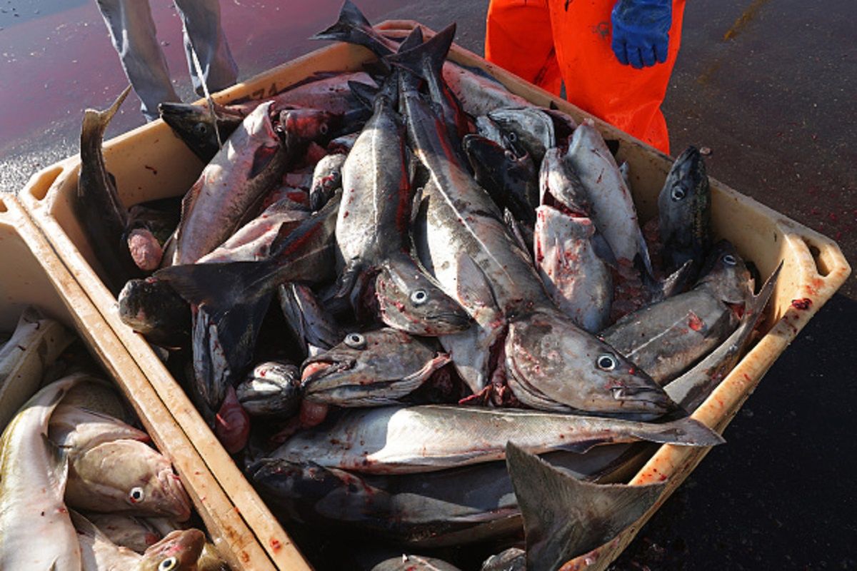 Eksperci biją na alarm. Co z bałtyckim dorszem?