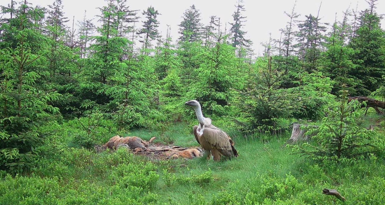 Sensacja w Górach Sowich. Pierwszy taki przypadek