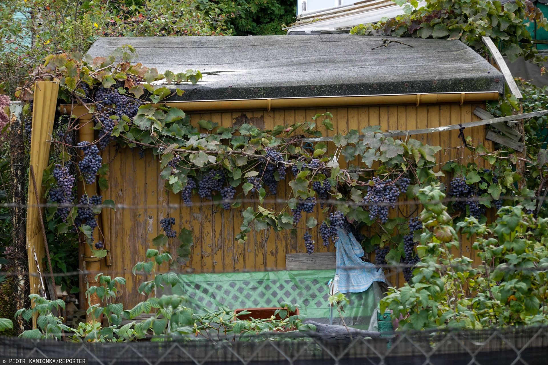 5 tys. zł kary dla działkowców. Urzędnicy mierzą odległości od płotu