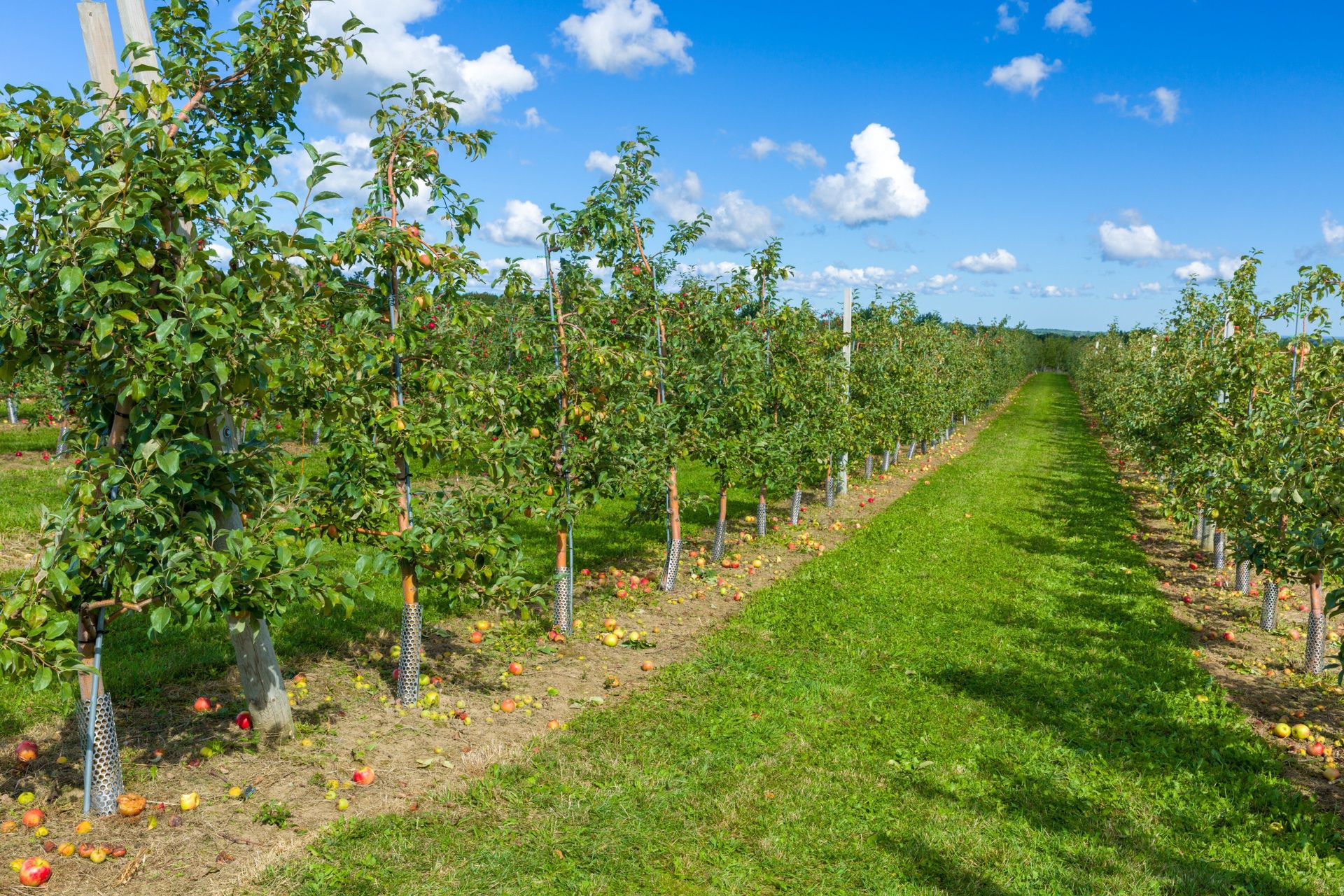Zbiory w cudzym sadzie. Zatrzymani za kradzież 3 ton jabłek w Przysusze