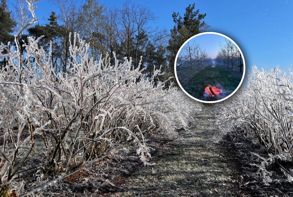 Sadownicy drżą przez przymrozki. "Sytuacja robi się nieciekawa"