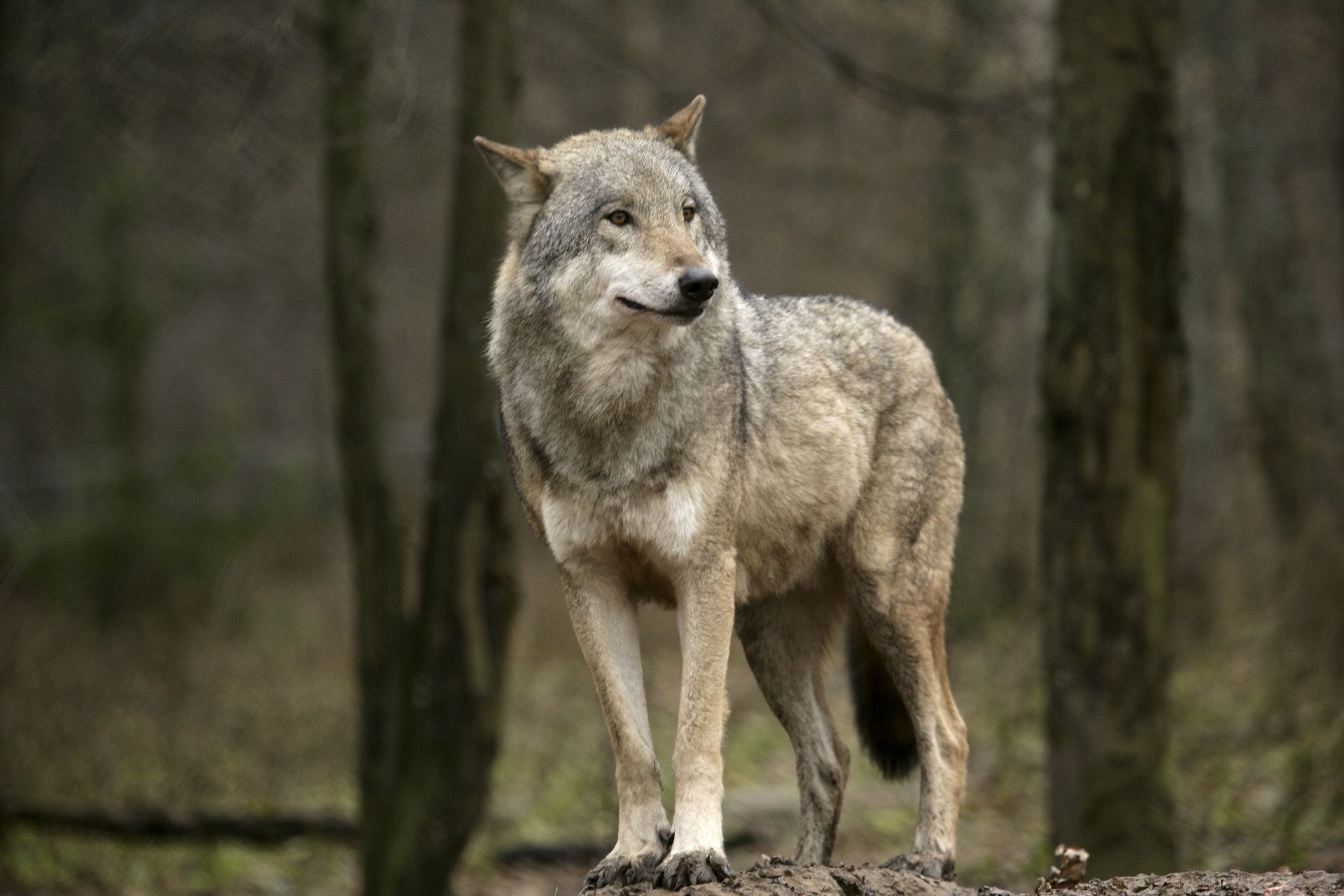 Mają kłopot z wilkami. Dyrekcja wydała zgodę dla czterech gmin