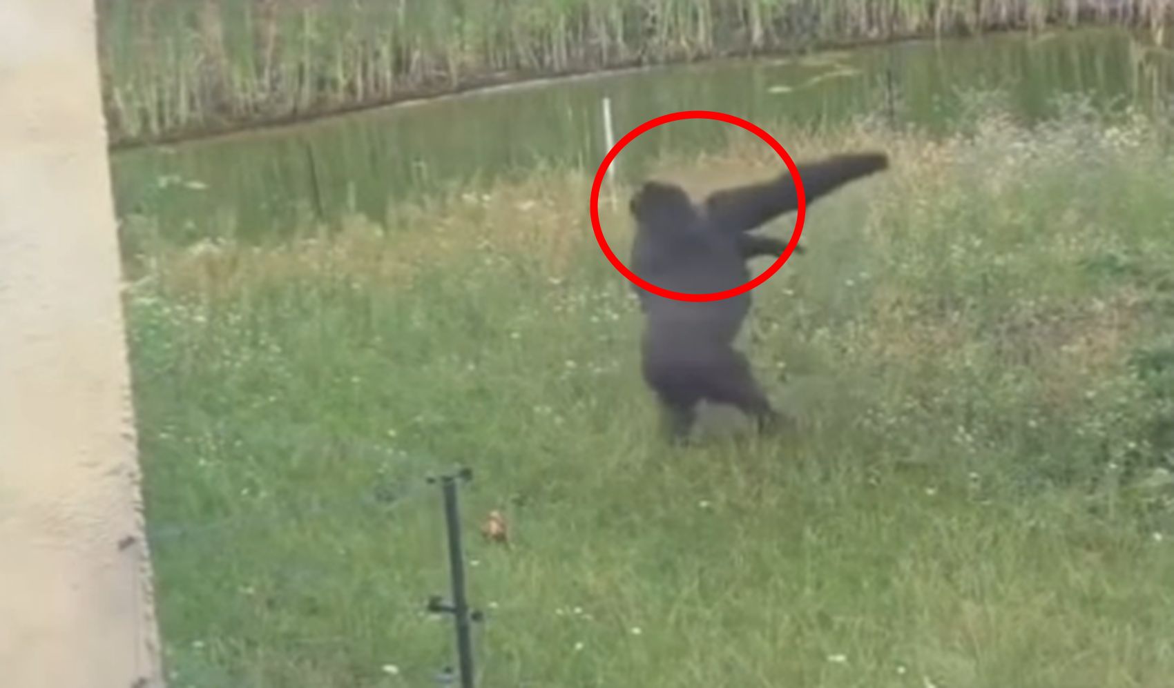 Wideo z Warszawy. "Tego nie da się obejrzeć tylko raz"