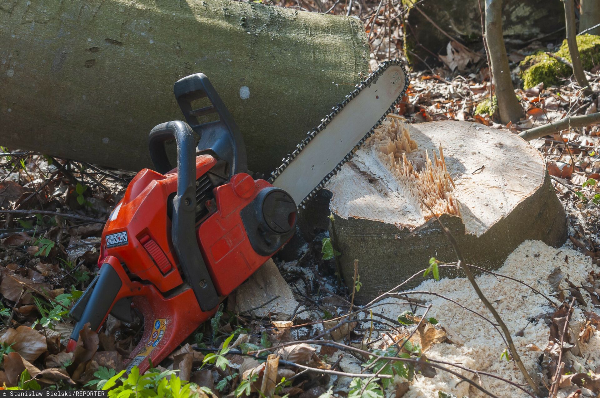 "Bezczelność deweloperów" w Zakopanem. Wycinają 100-letnie drzewa