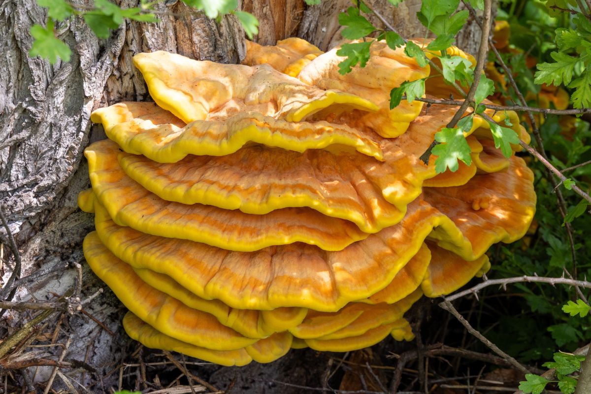 Wielu się boi tego grzyba. A ja zbieram w lesie i robię z niego obłędne mielone