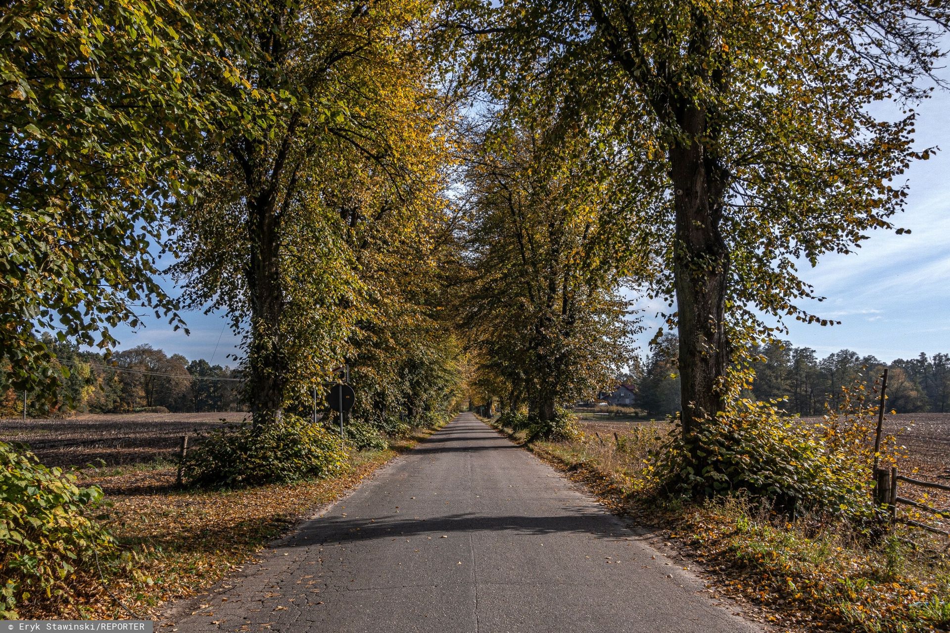 Gmina postawiła się drogowcom. Drzewa unikną piły