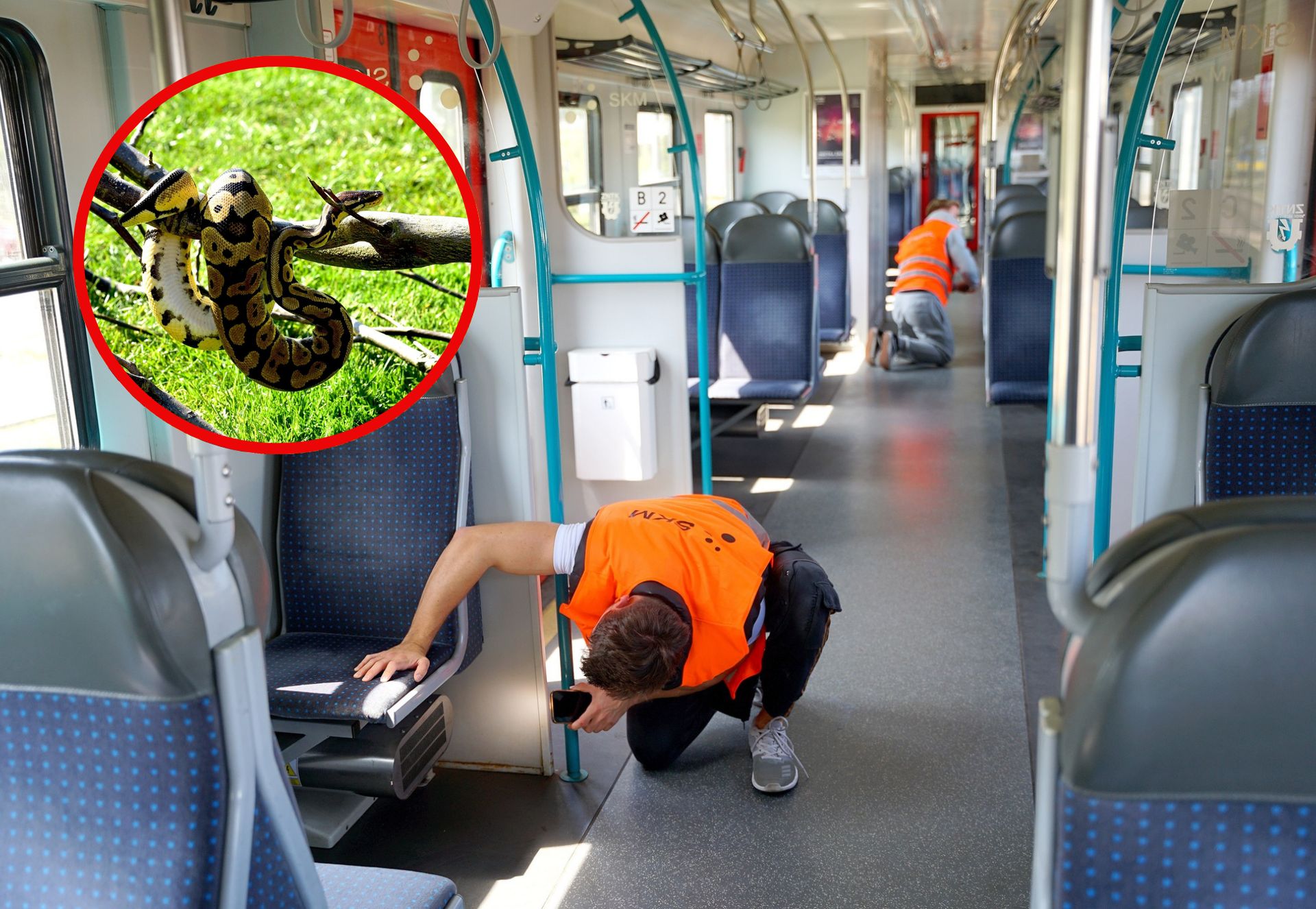 Postawiła cały pociąg na równe nogi. Zgubiła pytona królewskiego