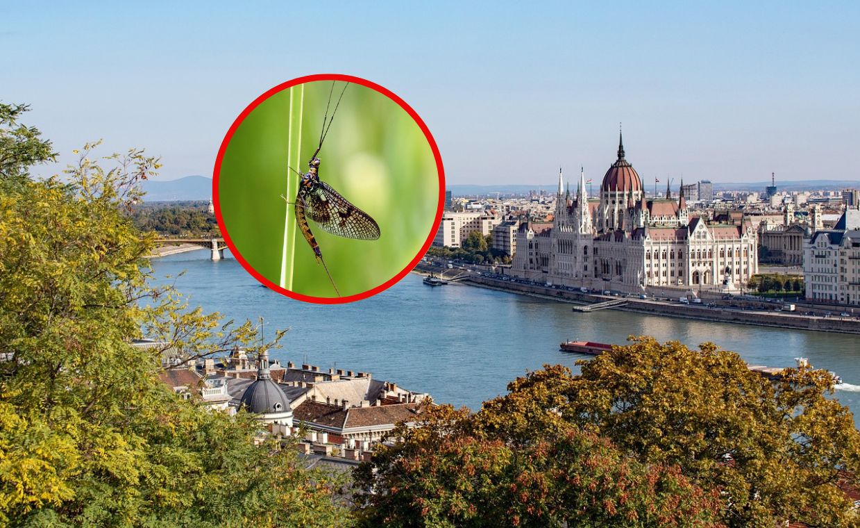 Miliony jętek nad Dunajem. Niski poziom wody przyciągnął je wcześniej