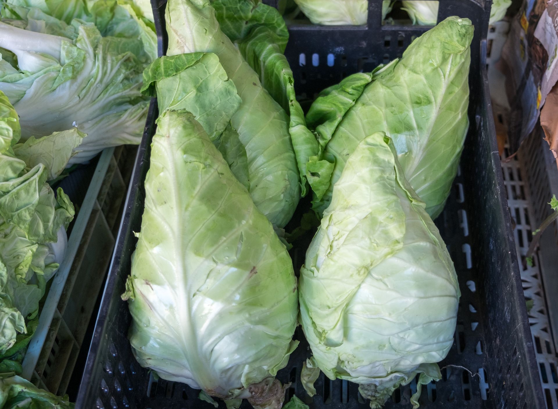 Kup, gdy zobaczysz w sklepie. "Serce wołu" nada się do sałatki, kiszenia, a choćby na gołąbki