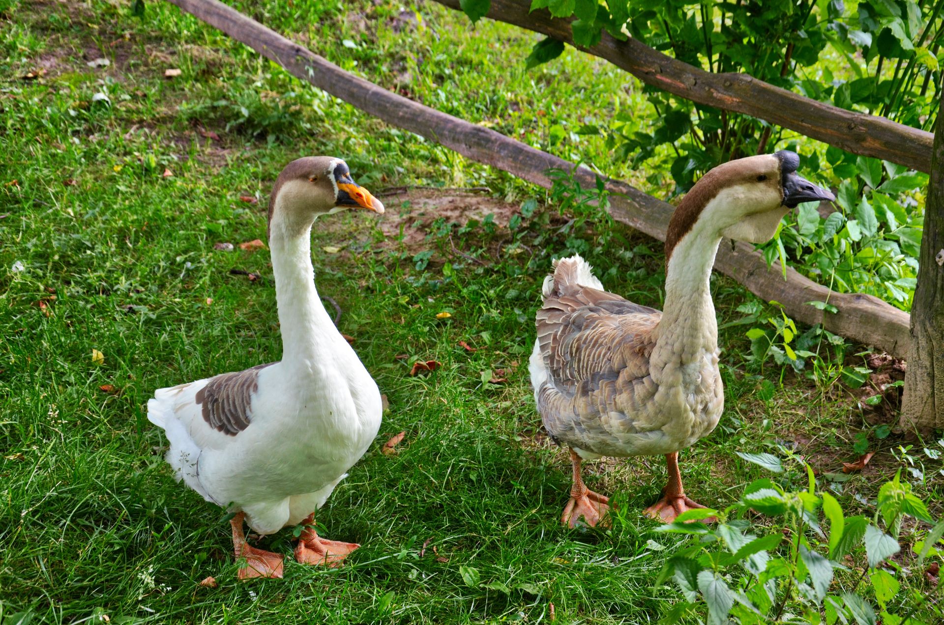 Rezerwat Gęsi Bastion uratowany. Myśliwi są przeciwni