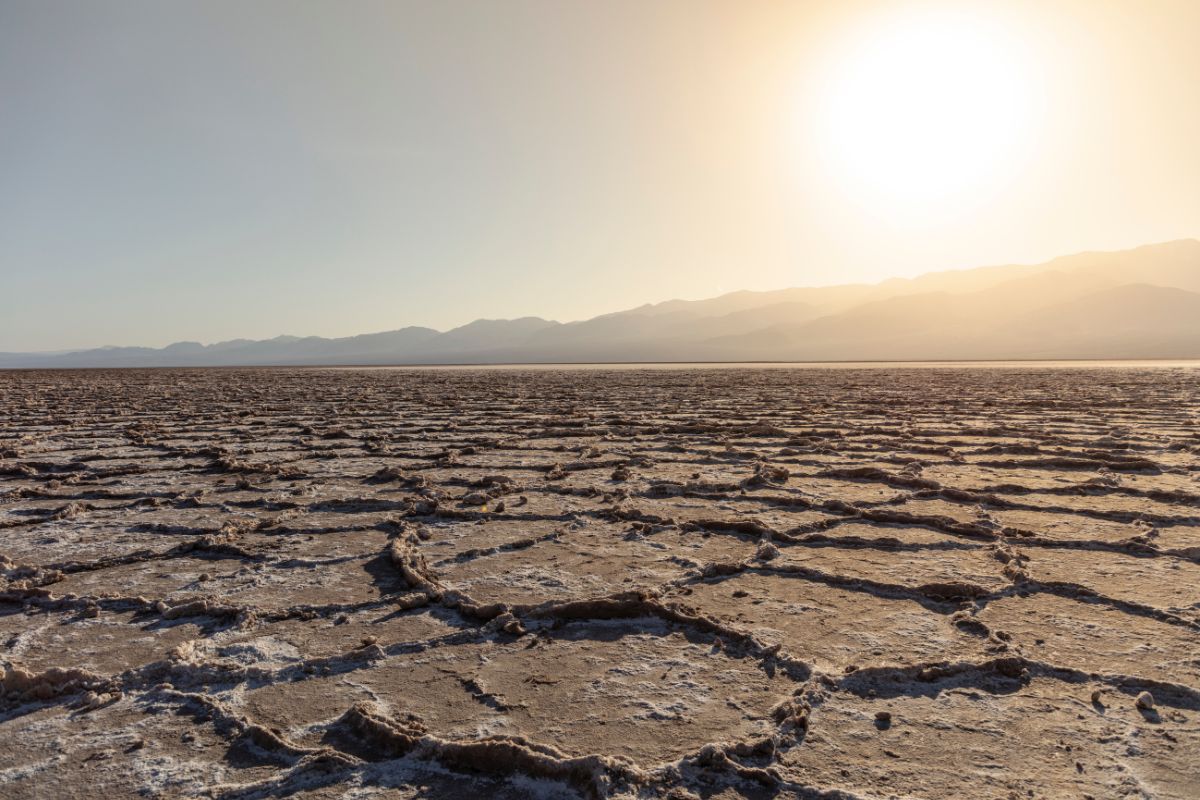 Po raz pierwszy od 10 lat. W Dolinie Śmierci zakwitły dywany kwiatów
