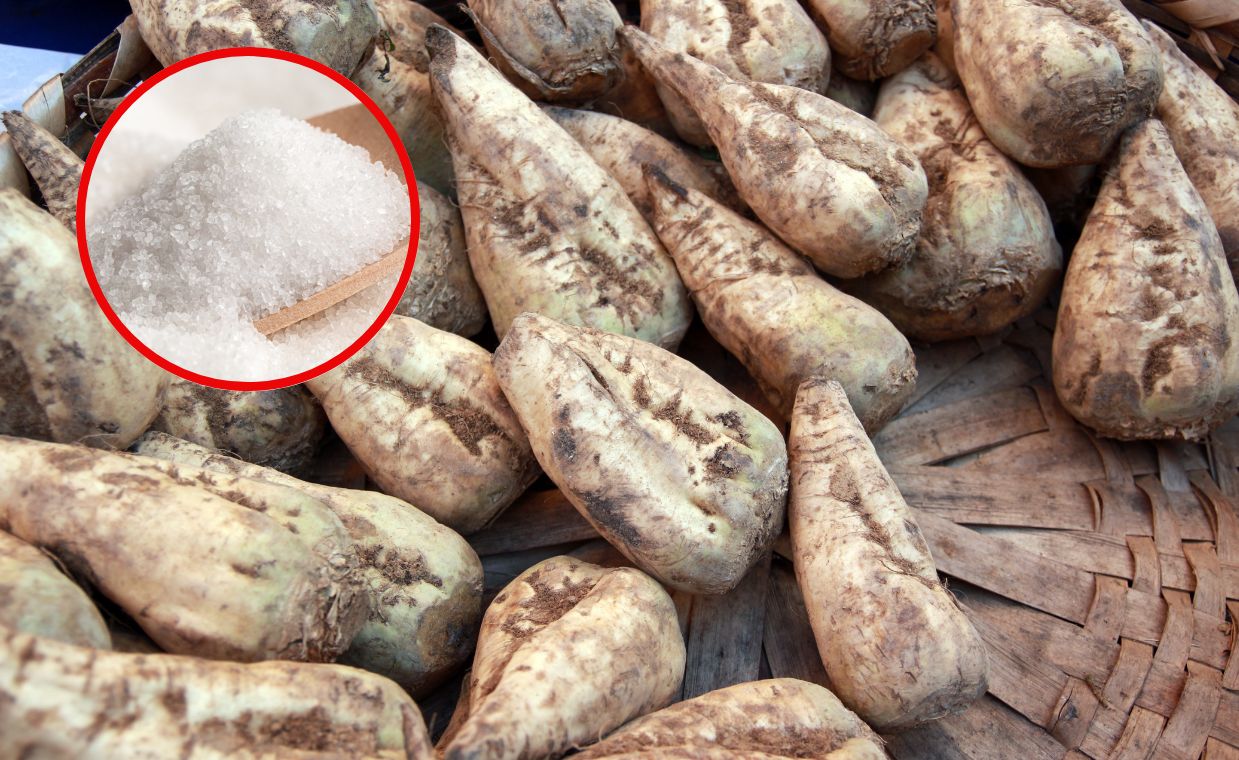 Kryzys na rynku cukru. Plantatorzy walczą o przetrwanie