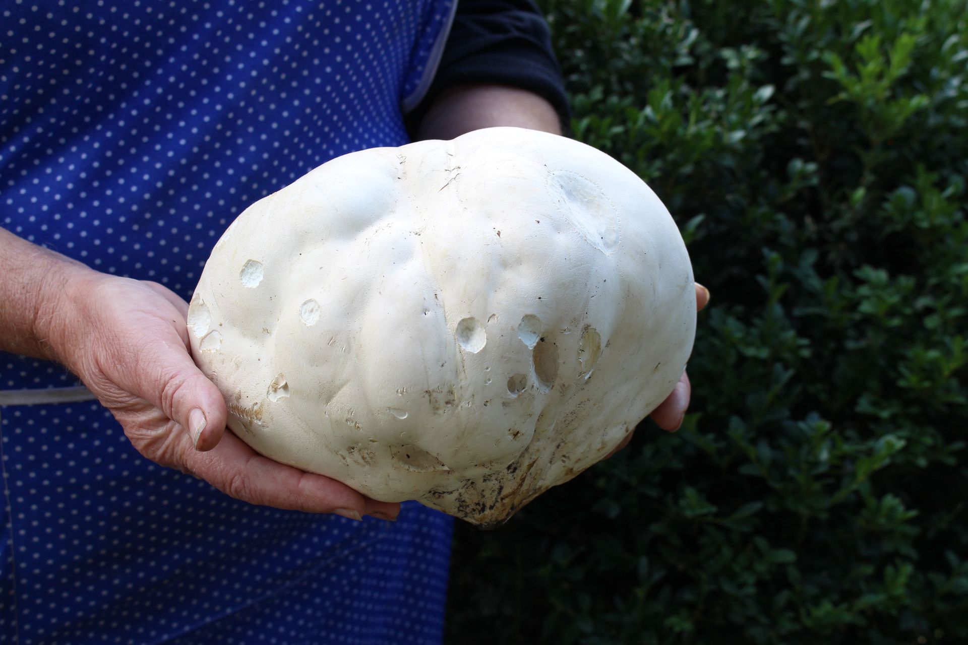 O tym grzybie marzą grzybiarze. Wystarczy jedna sztuka, by zrobić obiad dla całej rodziny