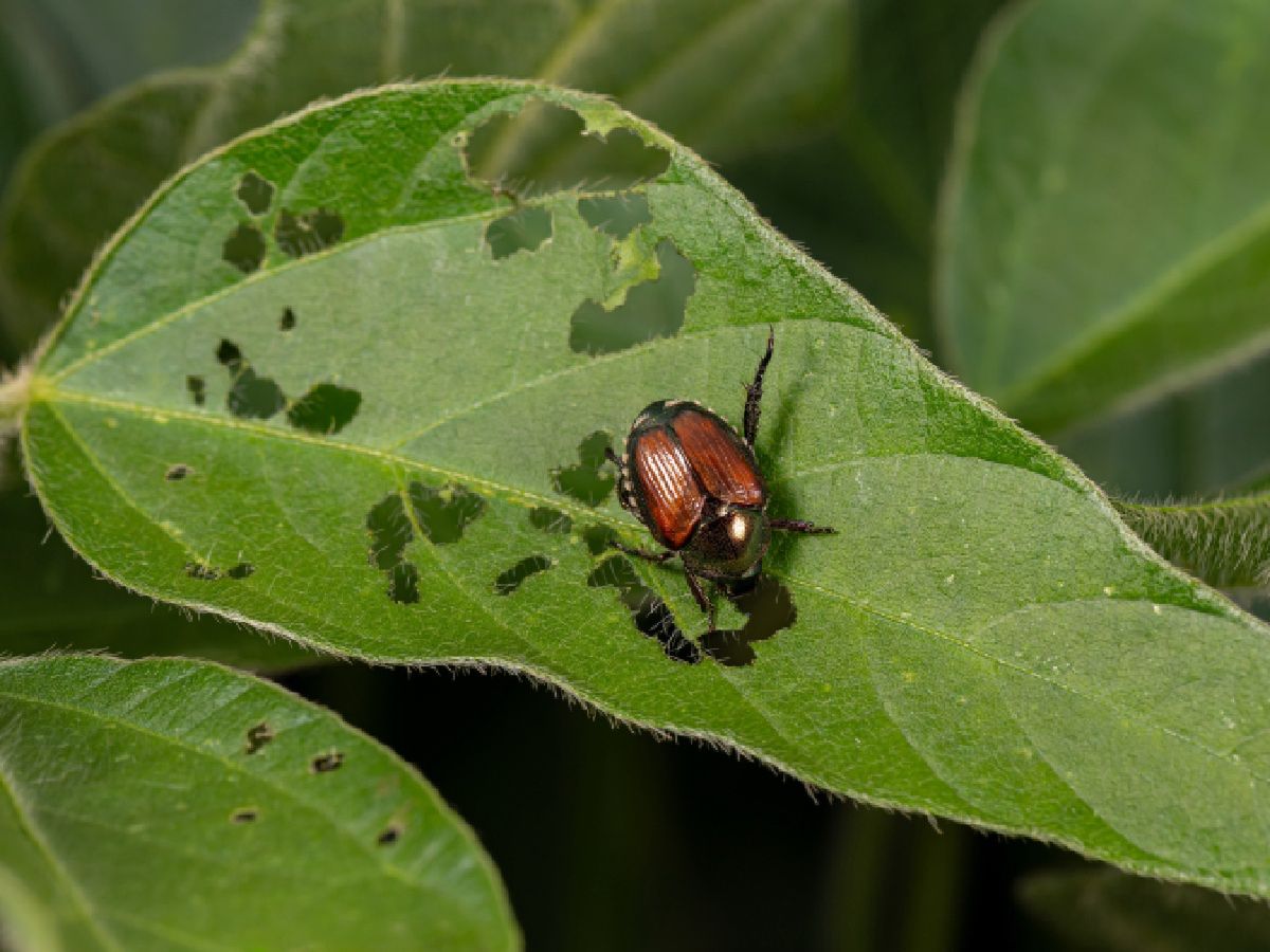 Jest ich mniej. choćby w środowiskach, gdzie nie ingeruje człowiek