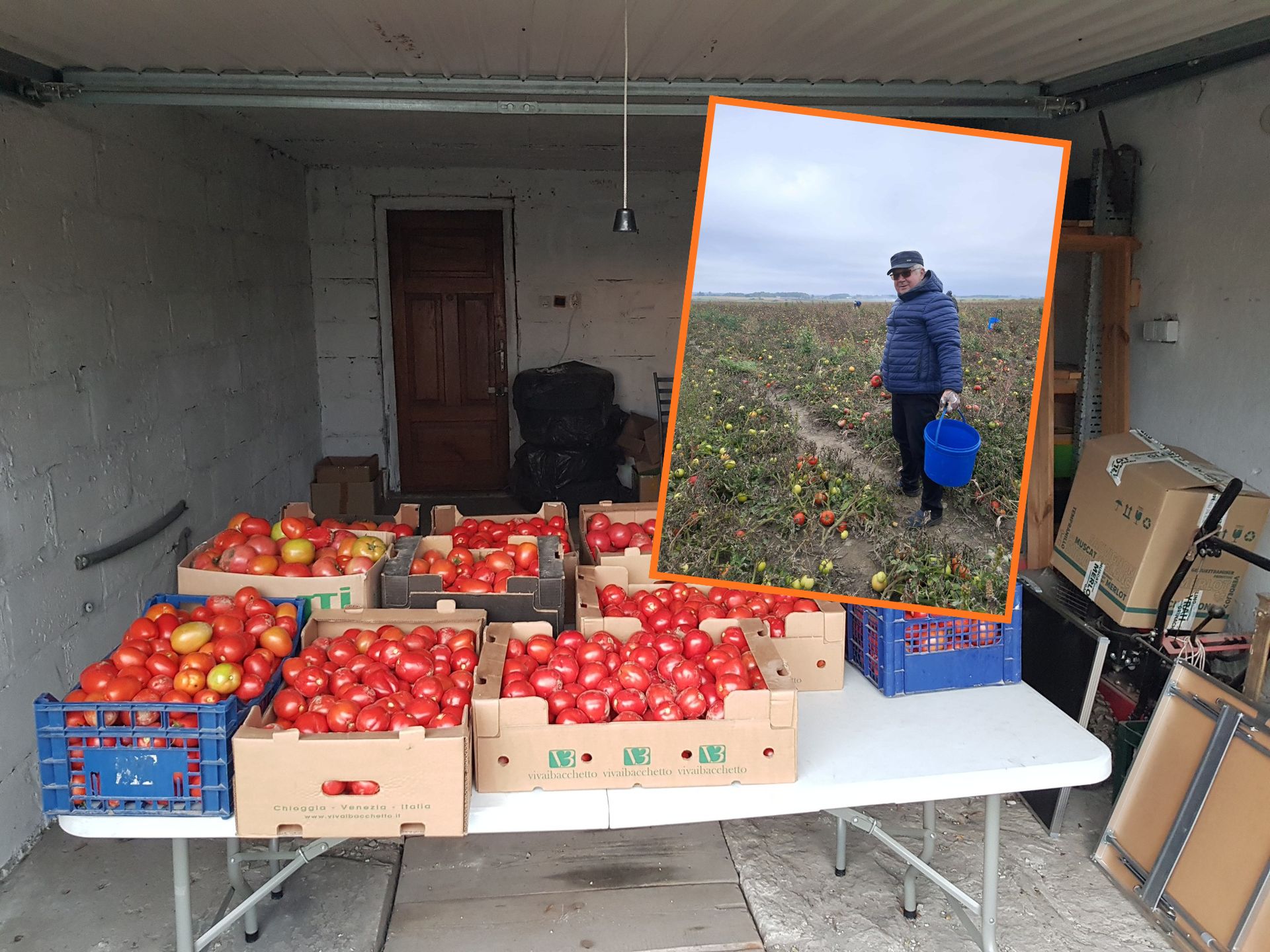Oddają pomidory za co łaska. "Można rwać, ile się chce"
