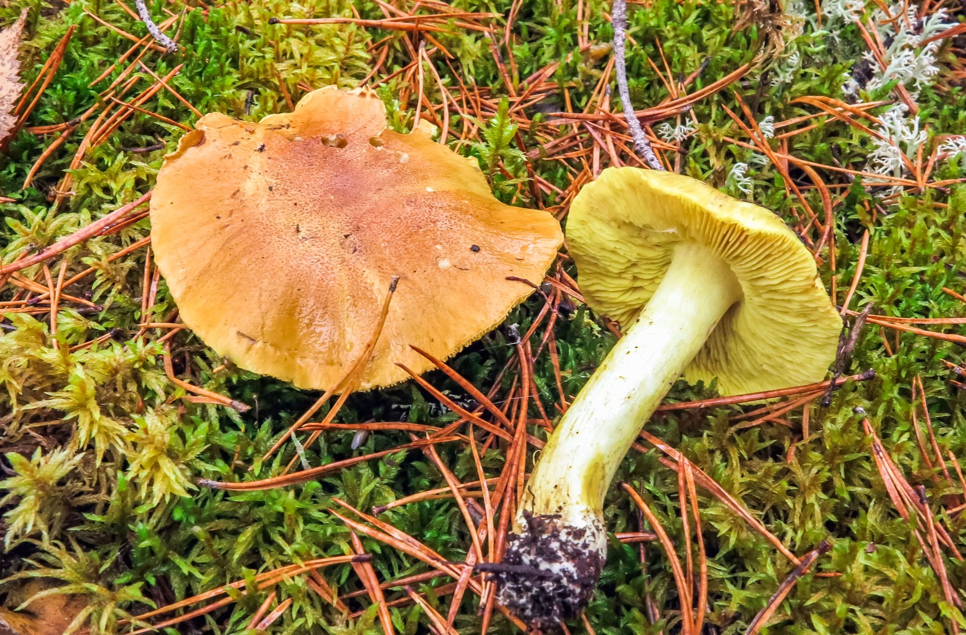 Takich grzybów nie susz pod żadnym pozorem. Mogą zamienić się w truciznę