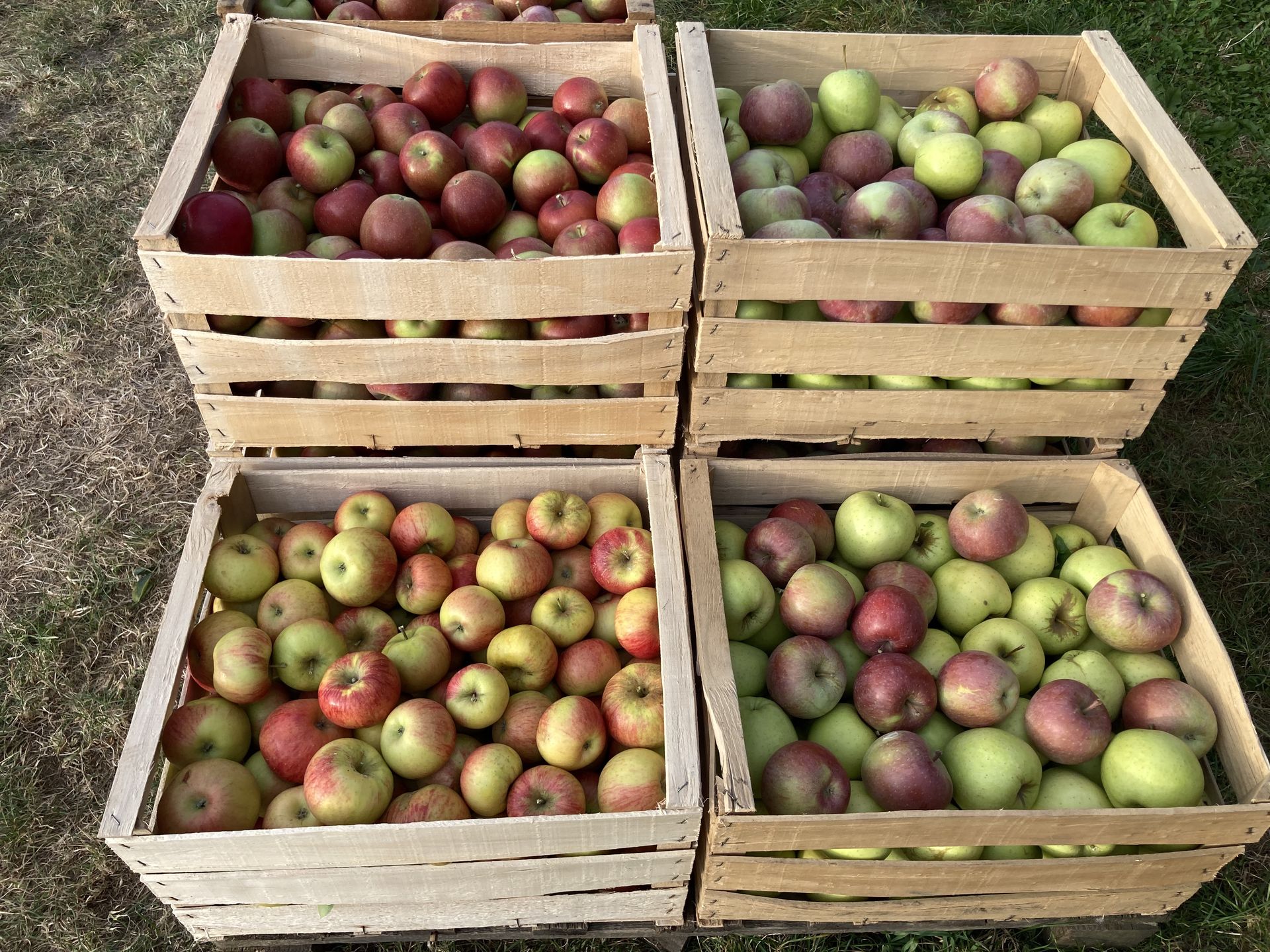 Sadownicy na krawędzi. Od dwóch lat nie mają owoców