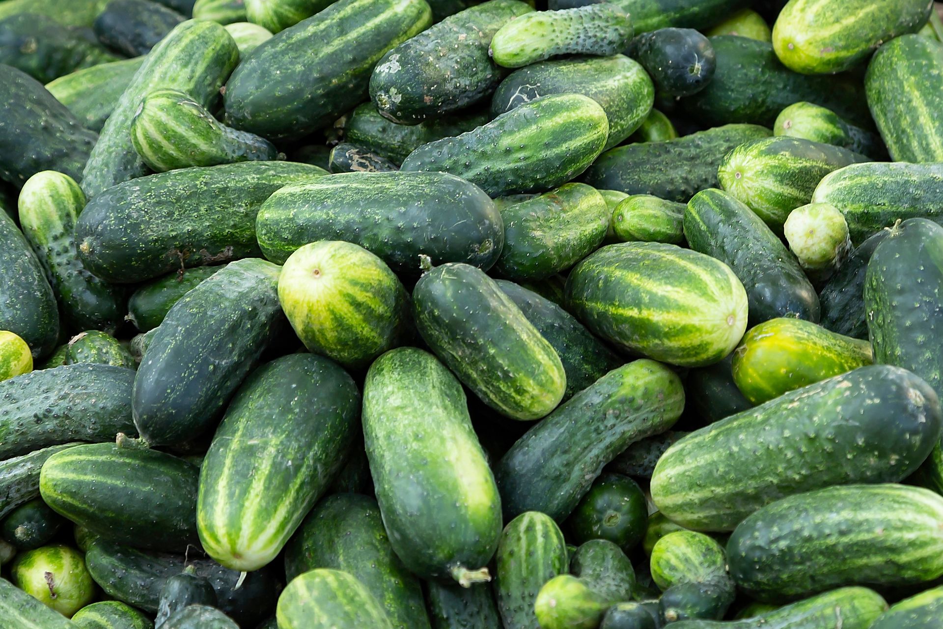 Nie wyrzucaj dużych ogórków gruntowych. Oto co możesz z nich przyrządzić