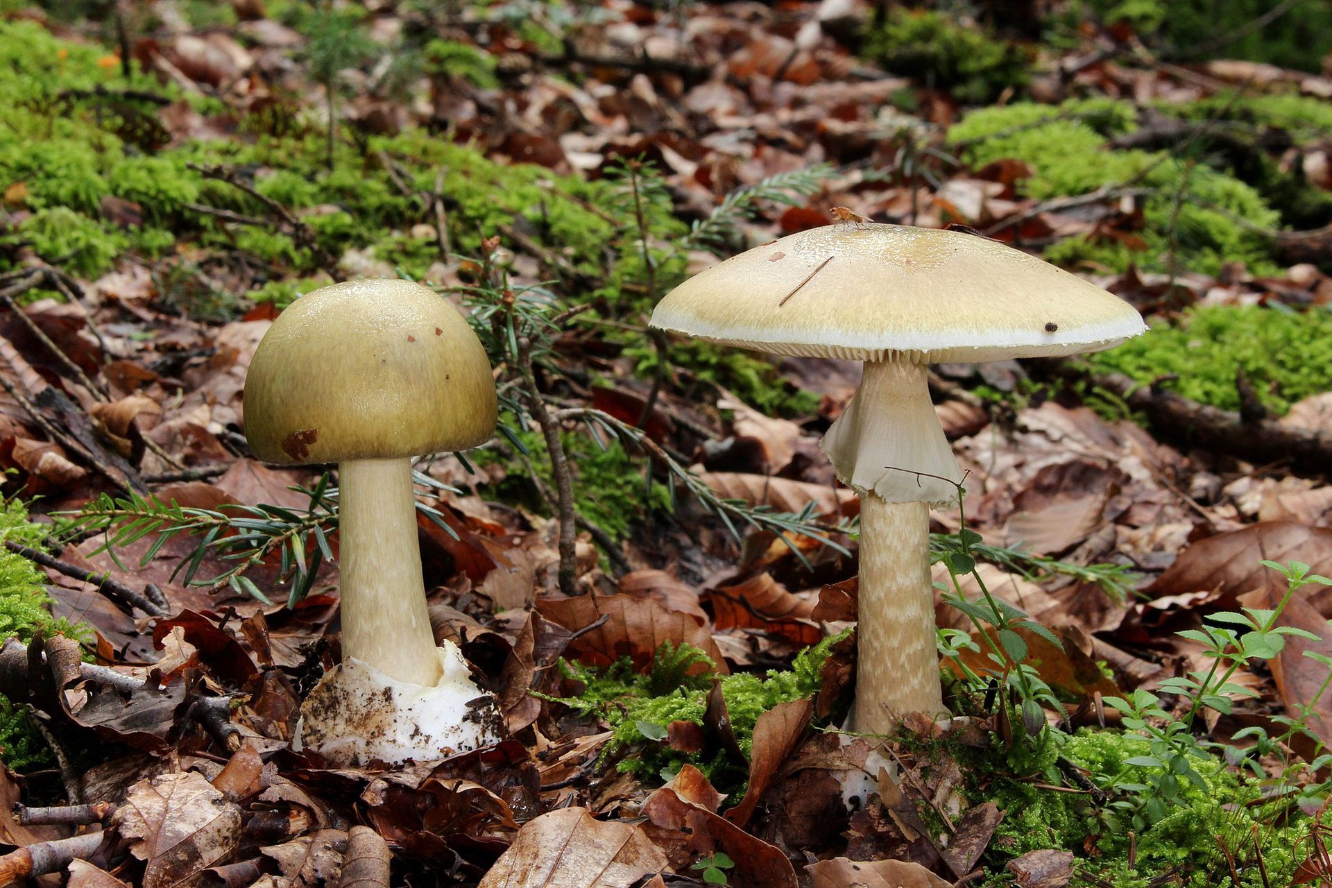 Niezwykle trujący grzyb. gwałtownie ewoluuje i jest w polskich lasach