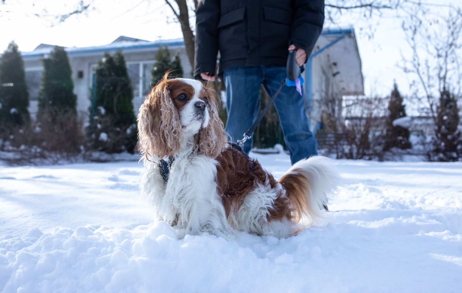 Obowiązkowe czipowanie psów coraz bliżej. Oto ile ma kosztować