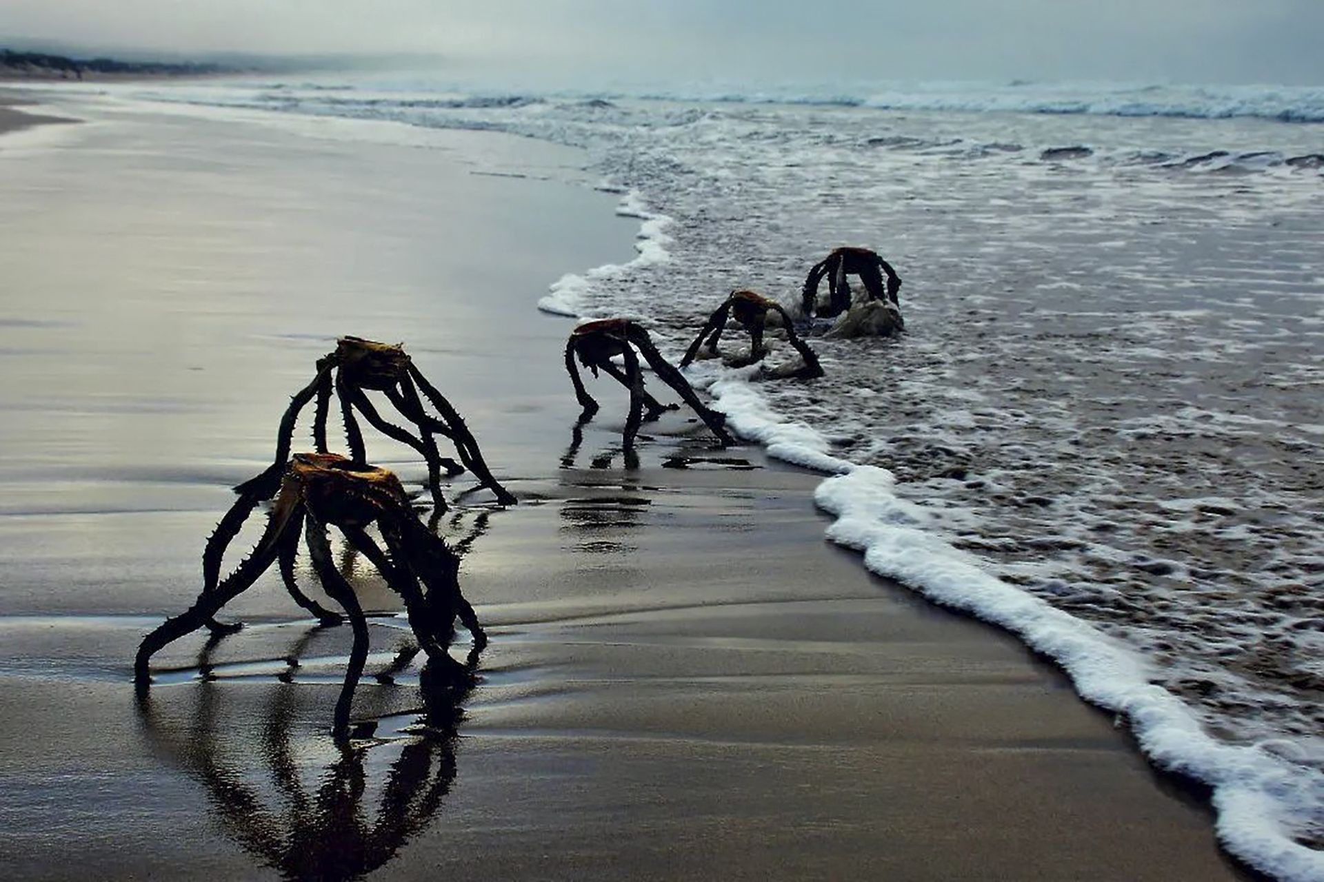 "Obcy" na wybrzeżu? Nie ma powodów do obaw