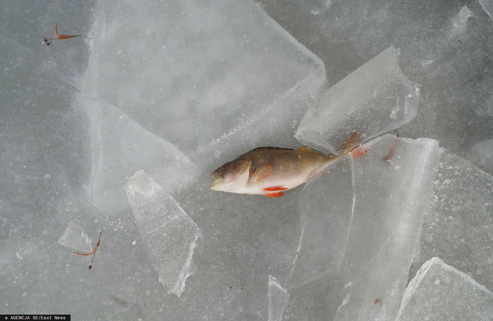 Wędkarze ruszyli na ratunek. "Robimy to po to, żeby się nie udusiły"