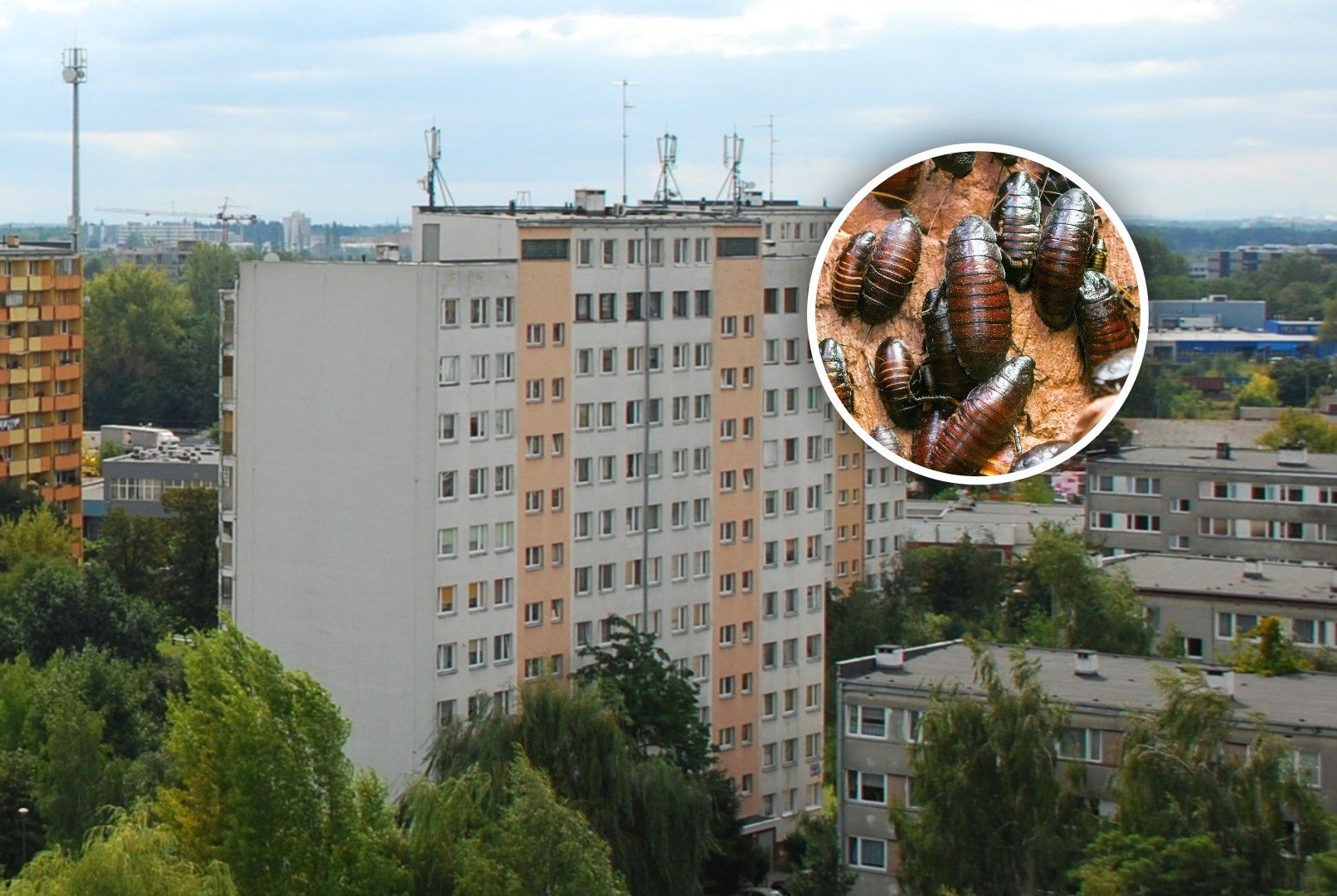 Plaga karaluchów w Toruniu. "Brzydzą się chodzić obok zsypu"