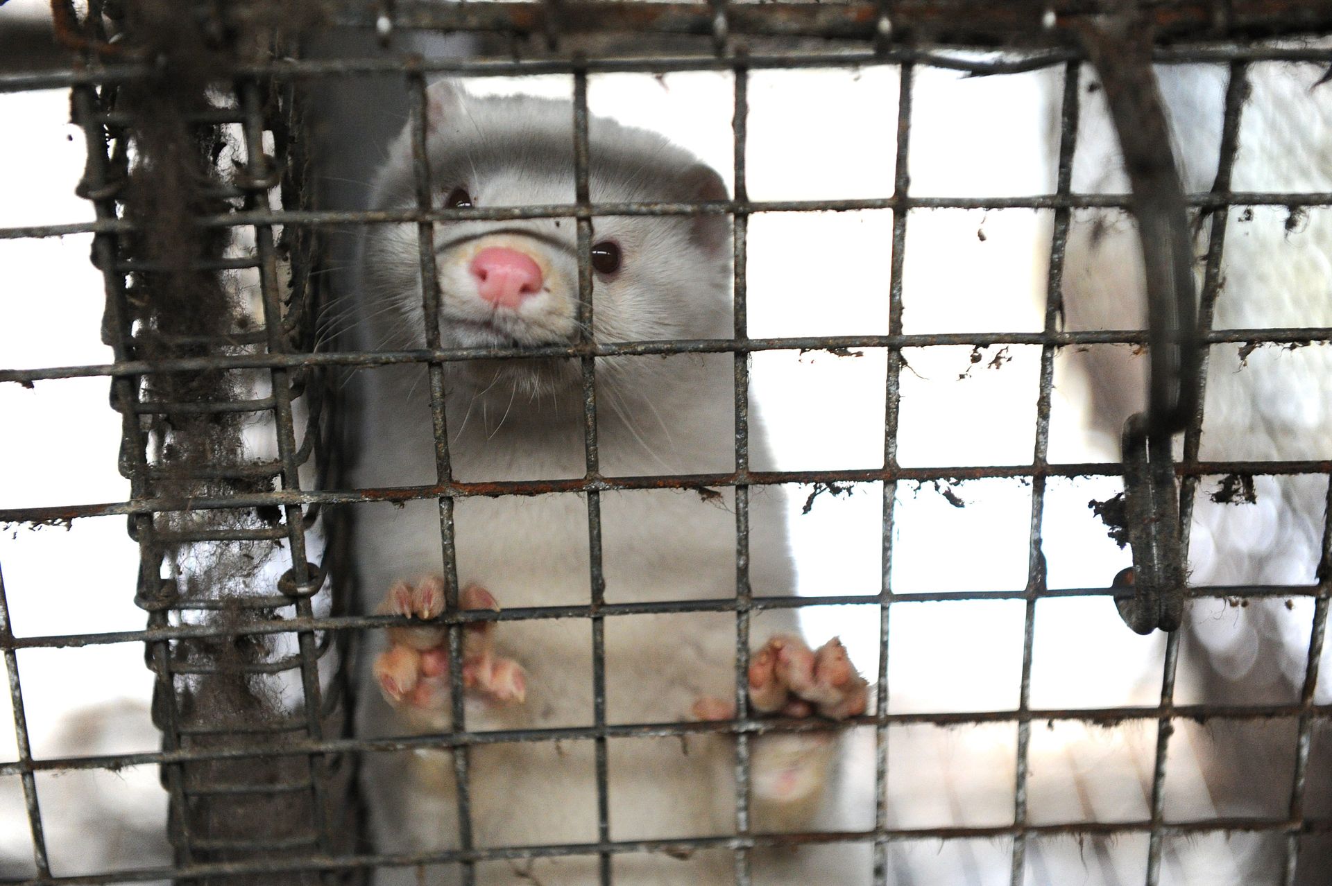 TSUE rozpatruje przełomową sprawę dotyczącą złamanej przez KE obietnicy zakończenia hodowli klatkowej