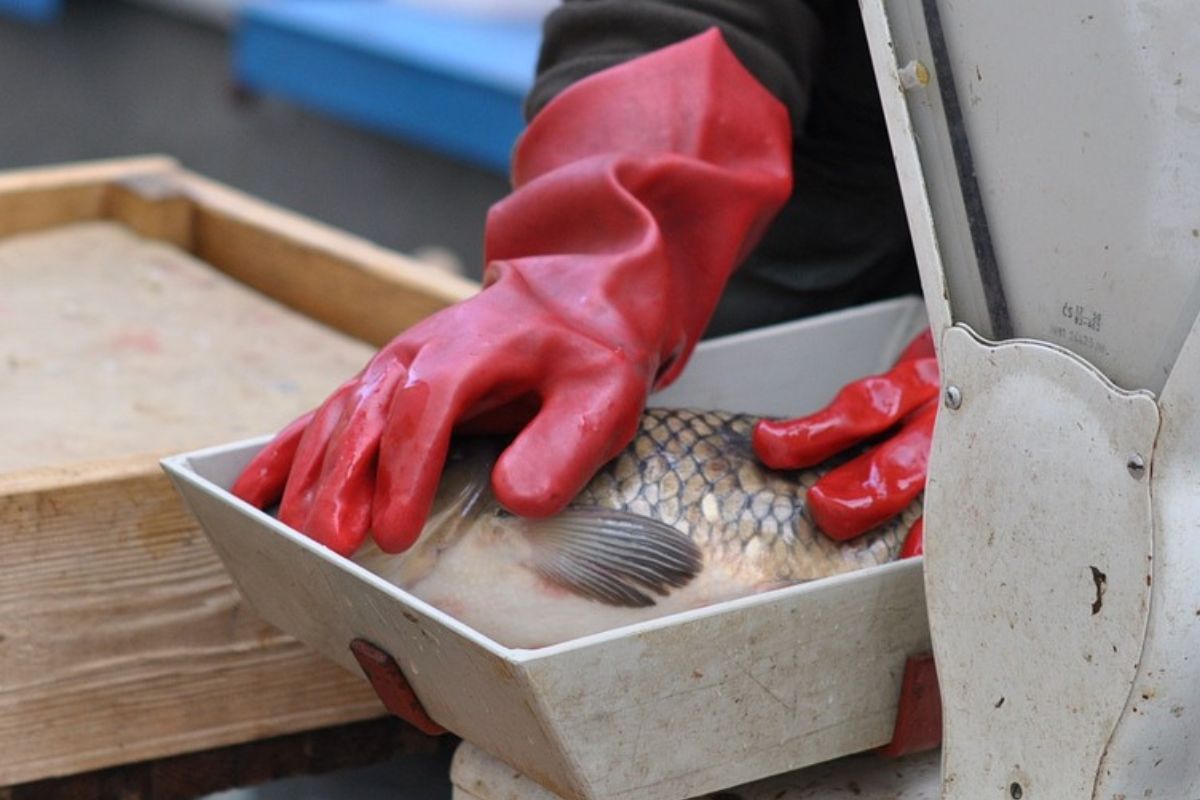 Pojawiły się świąteczne karpie. Oto ceny