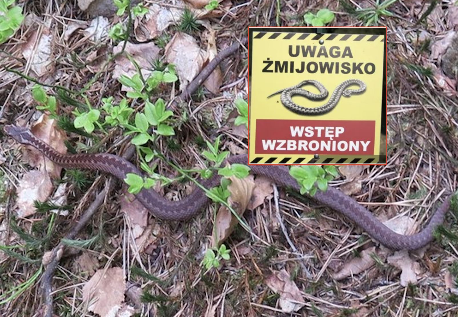 Leśnicy ostrzegają. Żmije w Bieszczadach