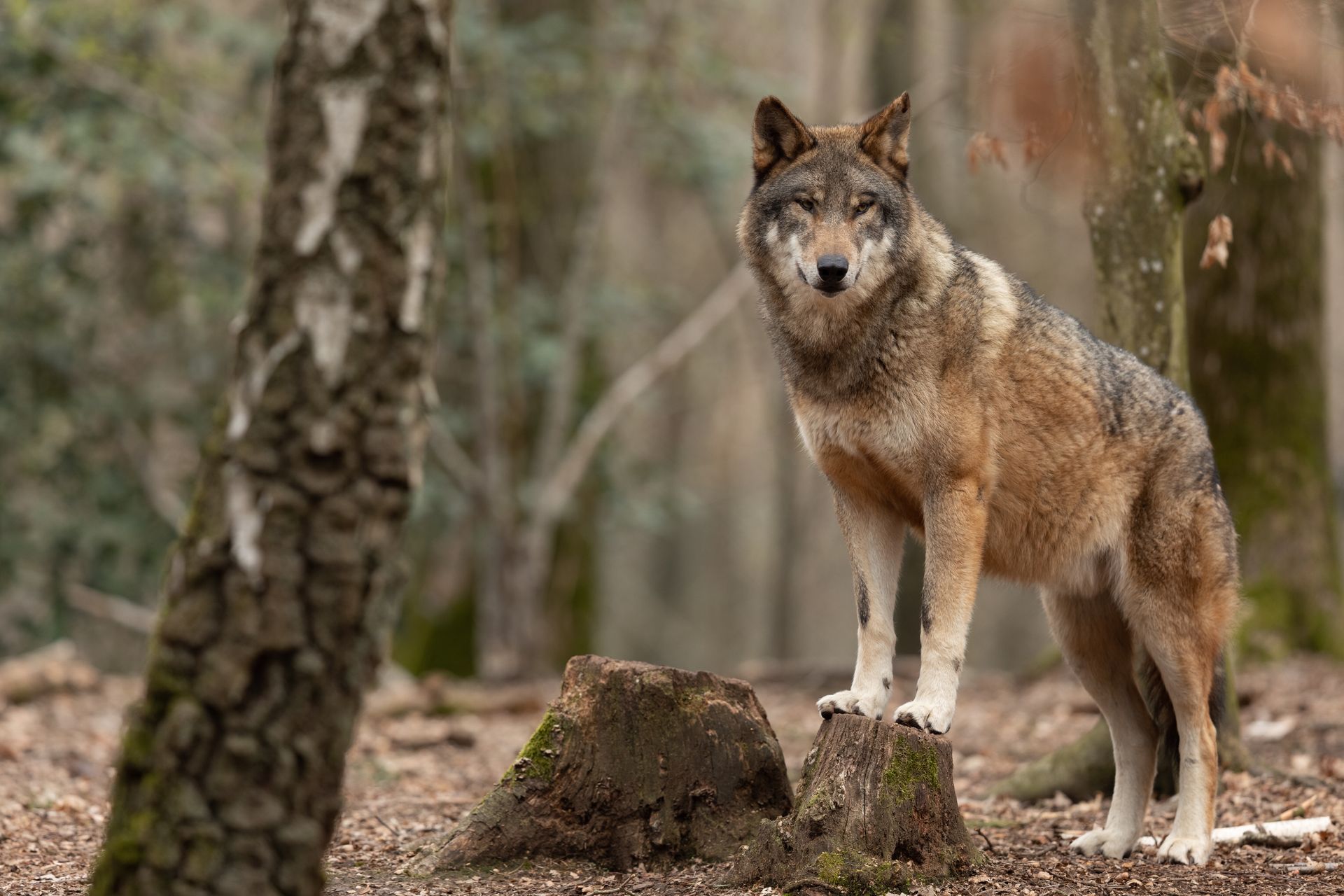 Wilki blisko domów. Gmina wydała oficjalne ostrzeżenie