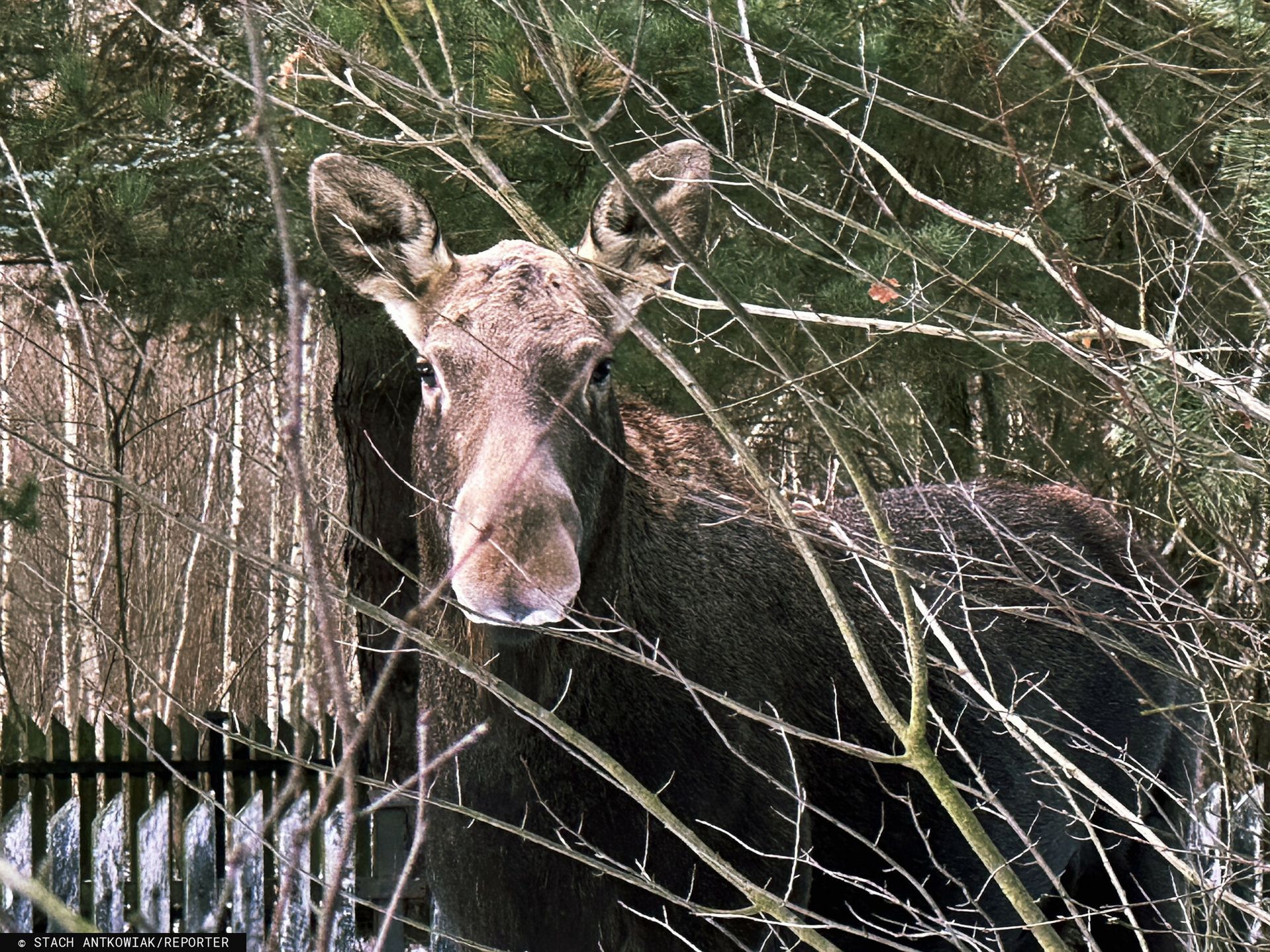 Radni chcą strzelania do łosi. Zagłosowali za zniesieniem zakazu