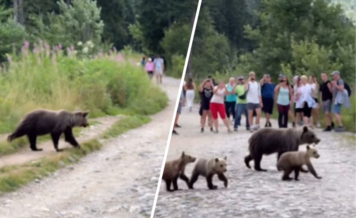 Niedźwiedzica z młodymi, a wokół nich turyści. Pokazali nagranie