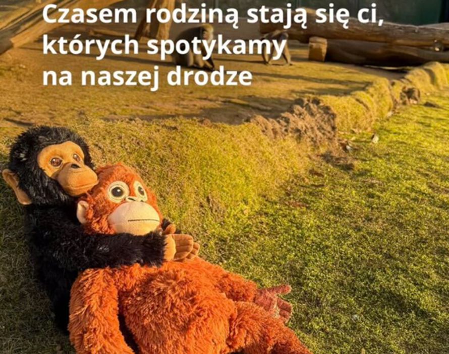 IKEA wykorzystała w reklamie historię porzuconej małpki