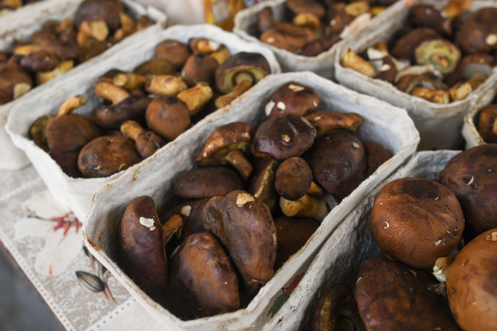 Polska i luksusowe grzyby. Rzadkie gatunki kosztują tysiące złotych