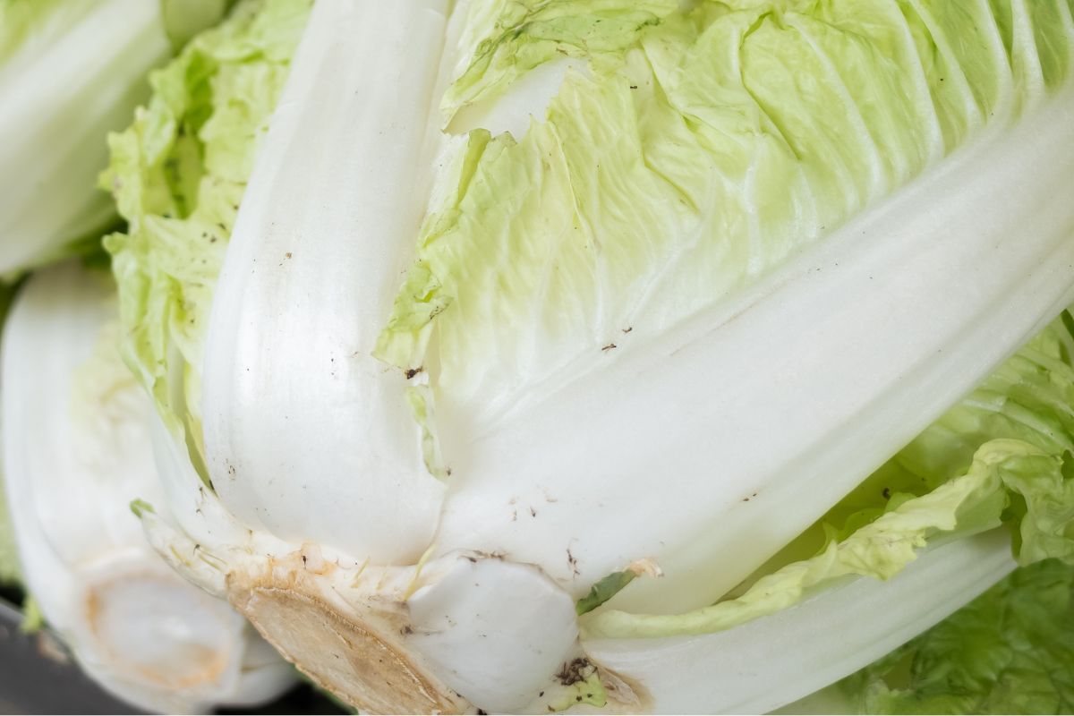 Na kapuście pojawiły się czarne kropki? Mało kto wie, co jest powodem i czy można ją jeść