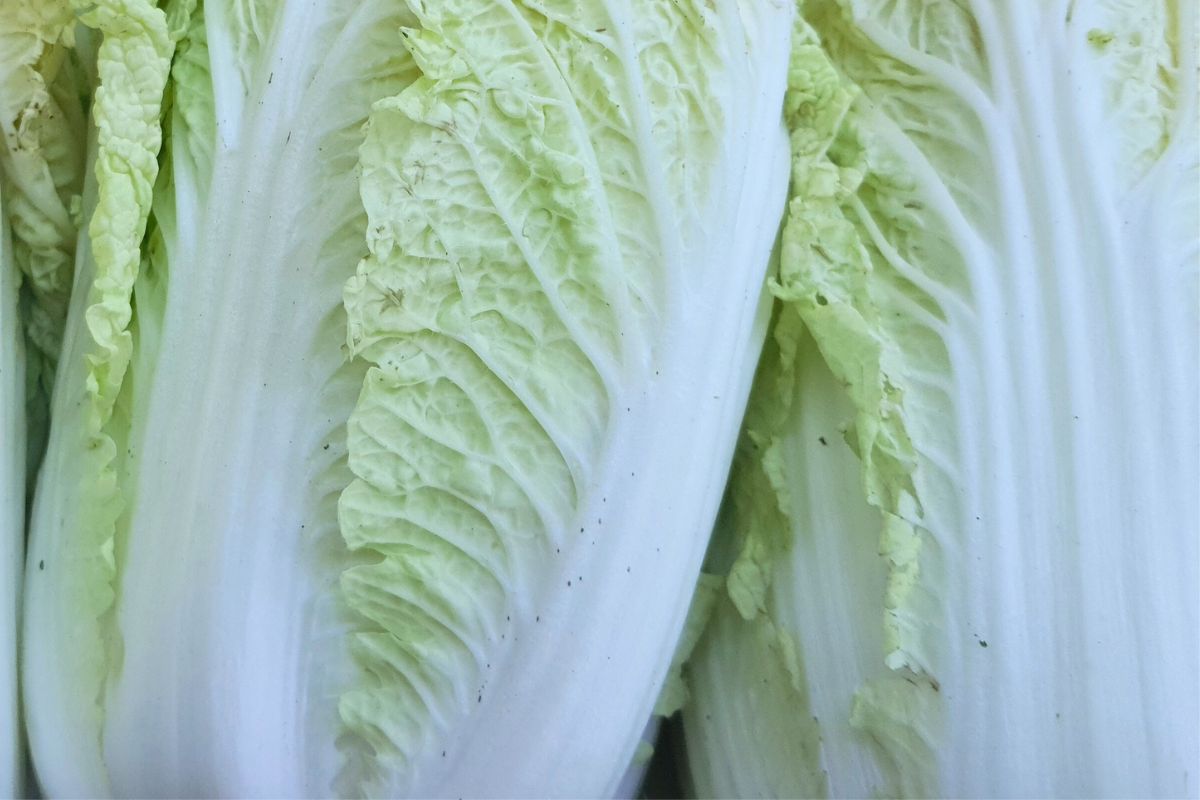 Co oznaczają czarne kropki na kapuście pekińskiej? Każdy je widział, mało kto wie, czy można ją jeść