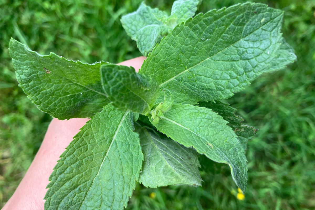 Rosła obok pokrzyw. Zerwałam i zrobiłam z nią pyszny sosik