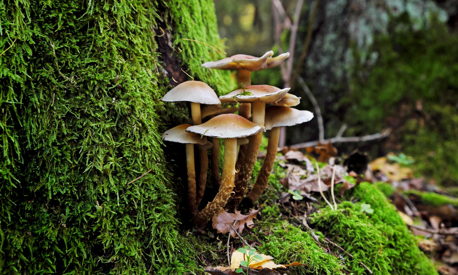 Jak sprawdzić, czy grzyb jest zdrowy? Wystarczy postukać w kapelusz