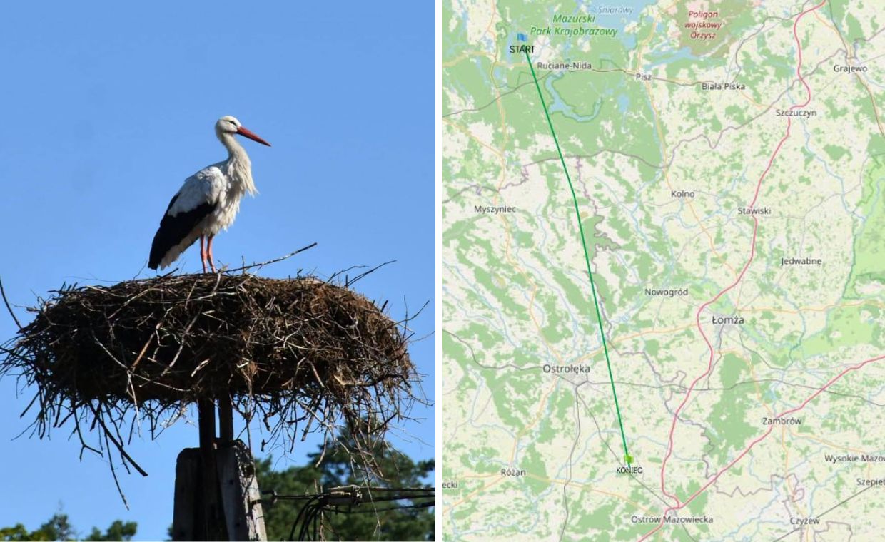 Słynny bocian Krutek odleciał do Afryki. Lot będzie śledzony przez GPS
