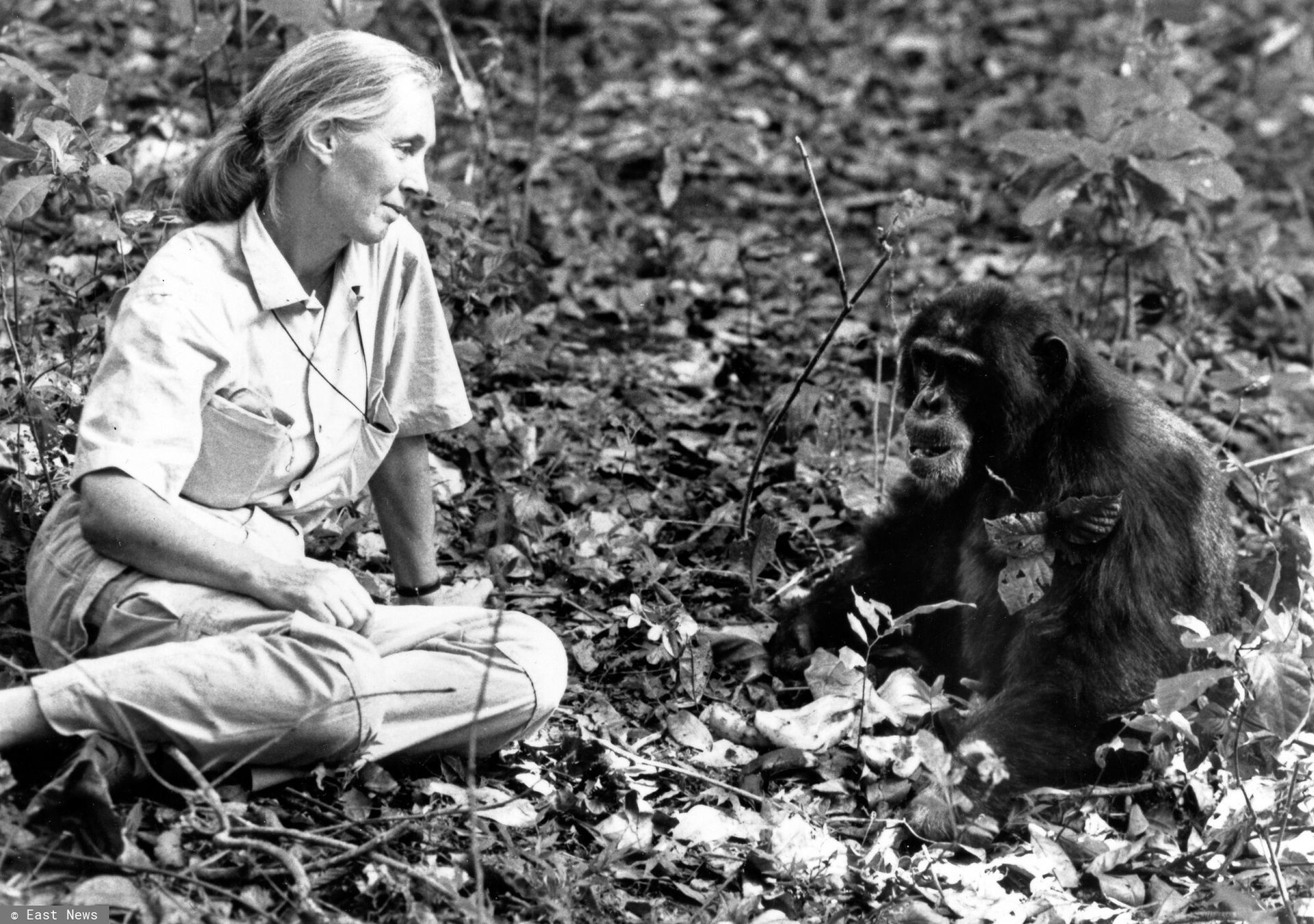 Jane Goodall nie żyje